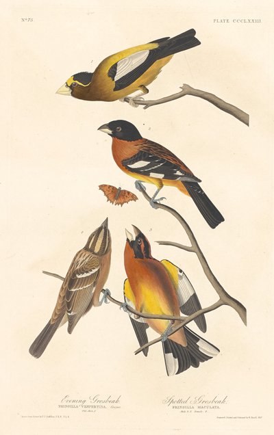 Grosbeak serale e Grosbeak maculato, 1837 da Robert Havell
