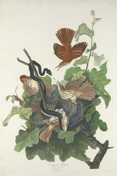 Tordo ferruginoso da Robert Havell