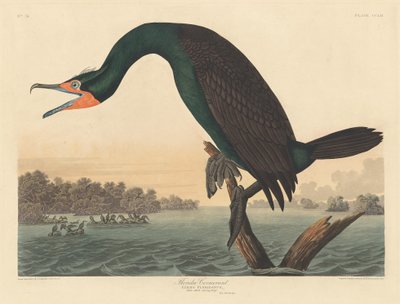 Cormorano della Florida da Robert Havell