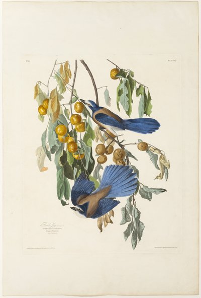 Ghiandaia della Florida da Robert Havell