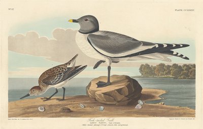 Gabbiano dalla coda biforcuta, 1835 da Robert Havell