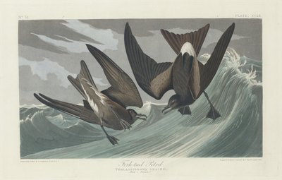 Petrello dalla Coda Forcuta, 1835 da Robert Havell