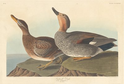 Anatra Gadwall, 1836 da Robert Havell