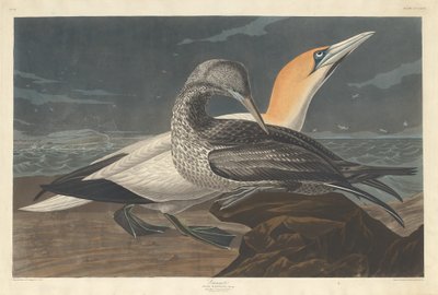 Sula da Robert Havell