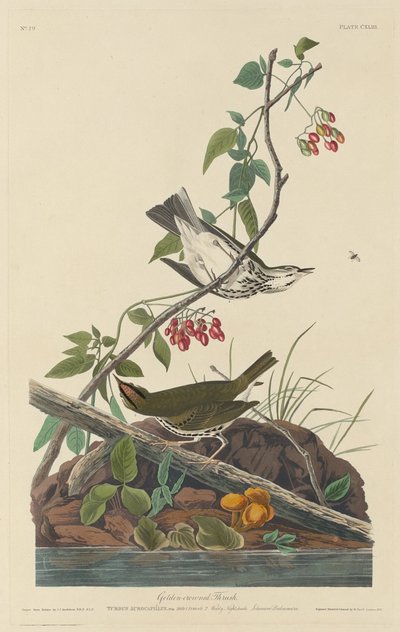 Tordo dalla Corona Dorata da Robert Havell