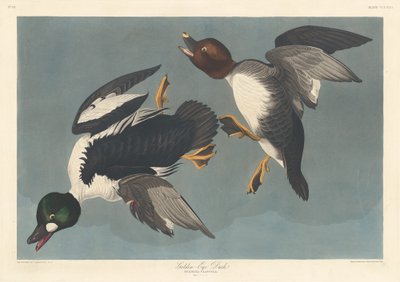 Anatra dagli occhi dorati, 1836 da Robert Havell