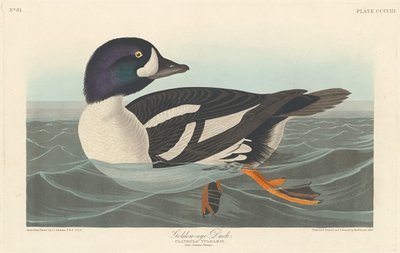 Anatra dagli occhi dorati, 1838 da Robert Havell