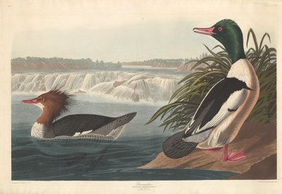 Smergo da Robert Havell