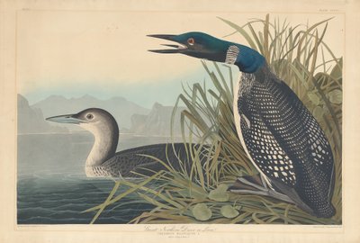 Strolaga maggiore o Loon da Robert Havell