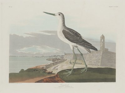 Piro piro maggiore, 1835 da Robert Havell