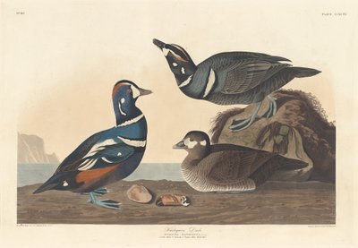 Anatra arlecchino da Robert Havell