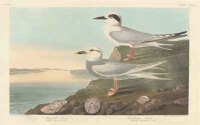 Sterna di Havell e Sterna di Trudeau, 1838 da Robert Havell
