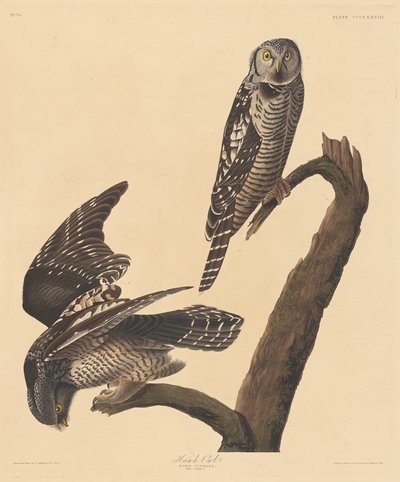 Civetta sparviero da Robert Havell