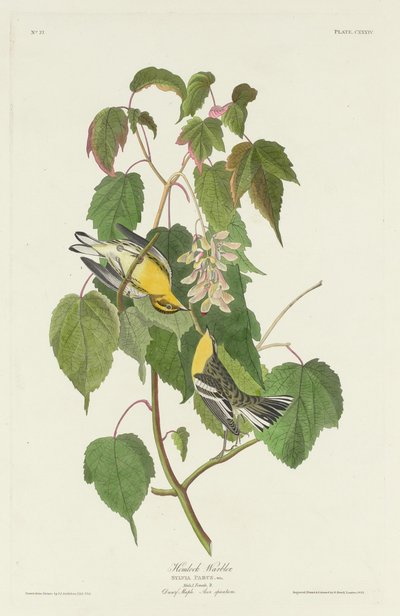 Parula dell