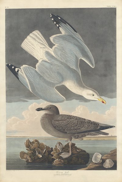 Gabbiano reale da Robert Havell