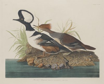 Smergo cappuccio da Robert Havell