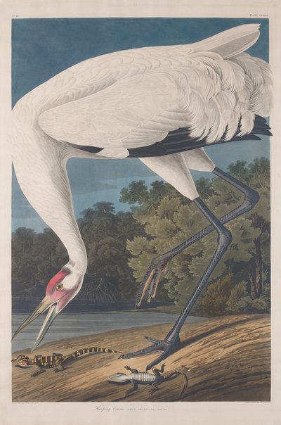 Gru urlatrice, 1834 da Robert Havell