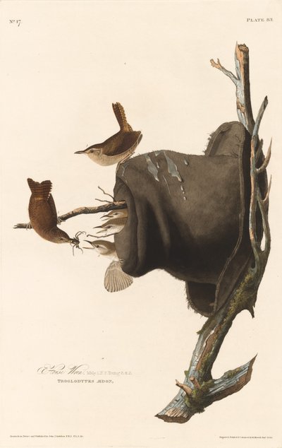Scricciolo da Robert Havell
