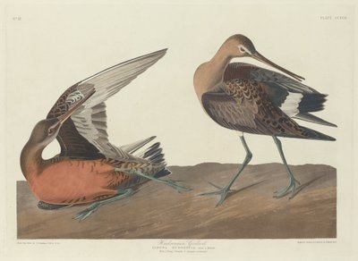 Piro-piro hudsoniano da Robert Havell