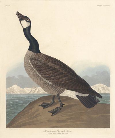 Oca bernacla di Hutchin, 1835 da Robert Havell