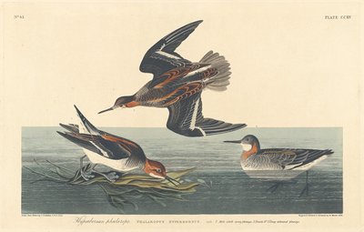 Falòroper iperboreo da Robert Havell