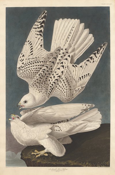 Falco islandese o Jer, 1837 da Robert Havell