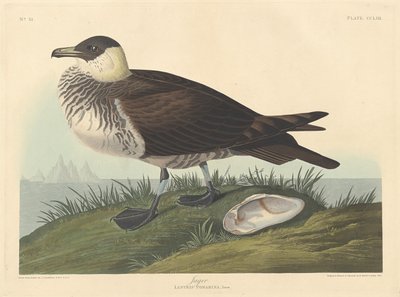 Cacciatore da Robert Havell