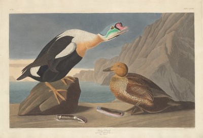 Anatra reale, 1835 da Robert Havell