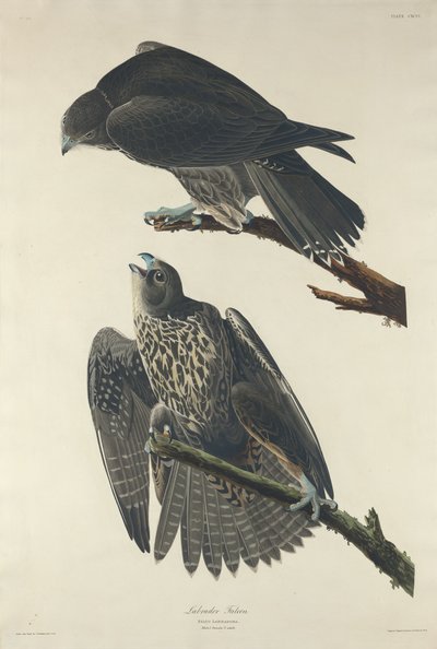 Falco del Labrador da Robert Havell