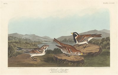 Zigolo della Lapponia da Robert Havell