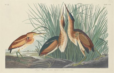 Tarabusino minore, 1834 da Robert Havell