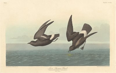 Petrello tempestoso minore da Robert Havell
