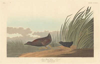 Gallinella minore da Robert Havell