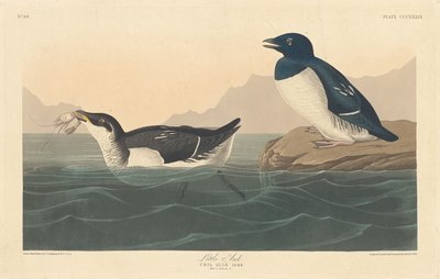 Piccolo alca da Robert Havell