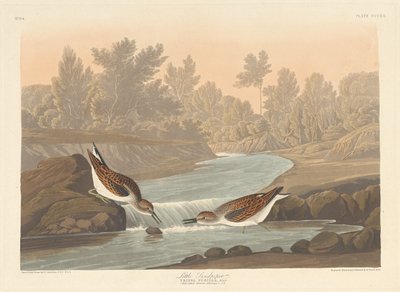 Piccolo piro-piro, 1836 da Robert Havell