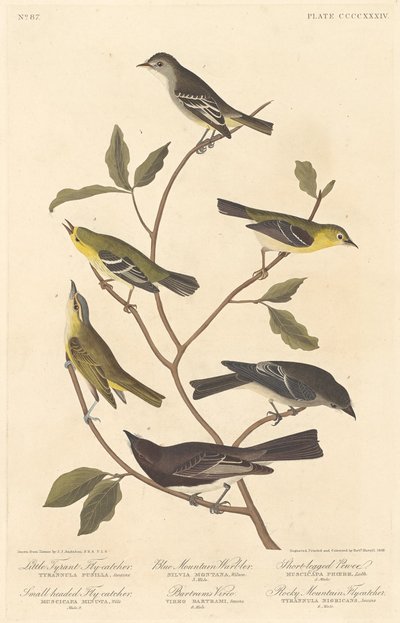 Piccolo Tiranno Pigliamosche, Pigliamosche Testa Piccola, Parula di Montagna Blu da Robert Havell