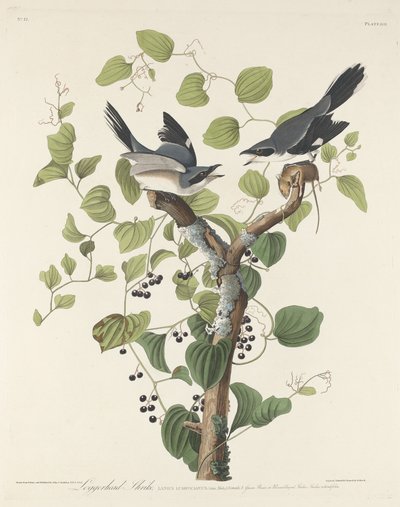 Averla testagrigia da Robert Havell