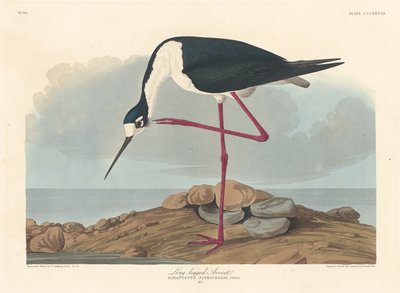 Avocetta dalle lunghe zampe da Robert Havell