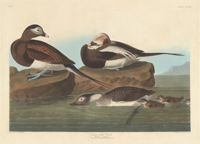 Anatra dalla coda lunga, 1836 da Robert Havell