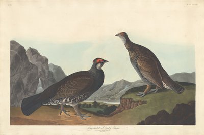 Gallo cedrone dalla lunga coda o scuro, 1837 da Robert Havell