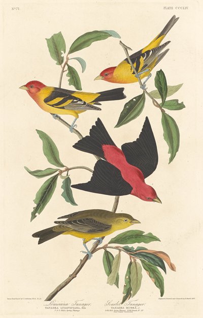 Tanager della Louisiana e Tanager Scarlatto da Robert Havell