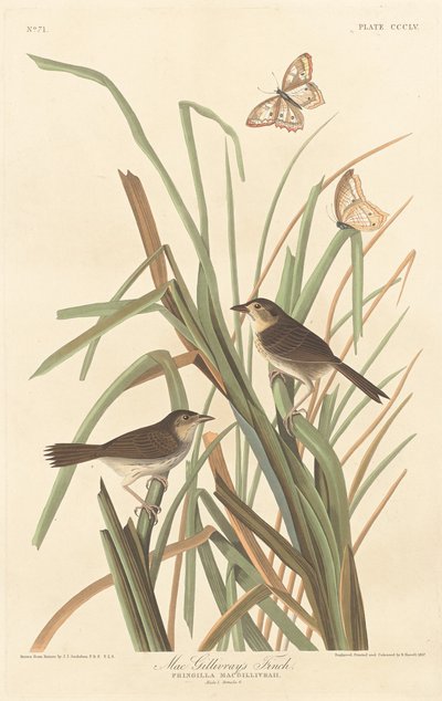 Il fringuello di MacGillivray da Robert Havell