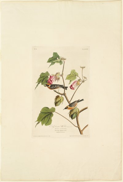 Maschio di Dendroica castanea da Robert Havell