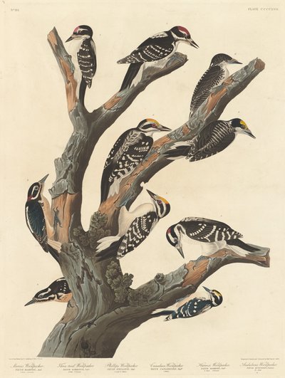 Picchio di Maria da Robert Havell