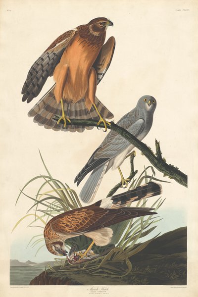 Falco di Palude da Robert Havell