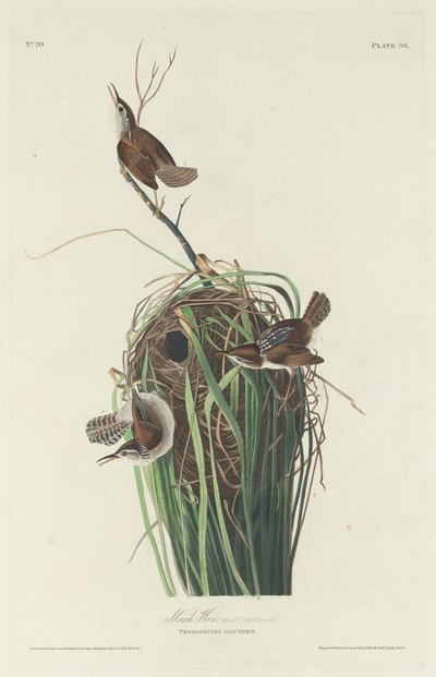 Scricciolo di Palude da Robert Havell