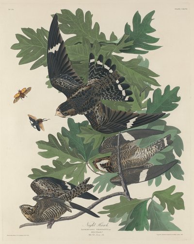 Falco notturno da Robert Havell