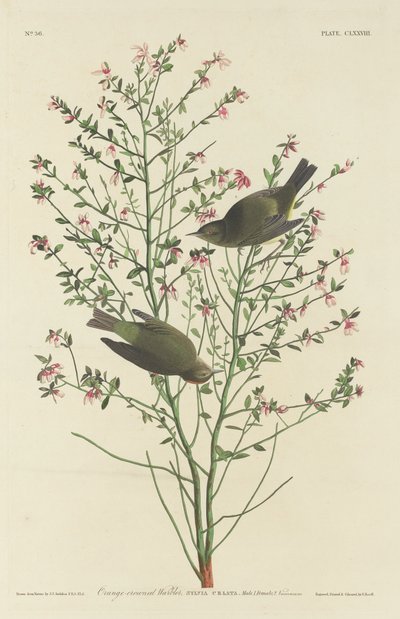Parula coronata d