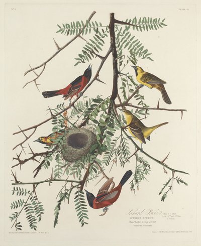 Oriolo del frutteto, 1828 da Robert Havell