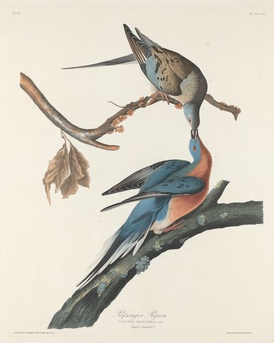 Piccione viaggiatore da Robert Havell